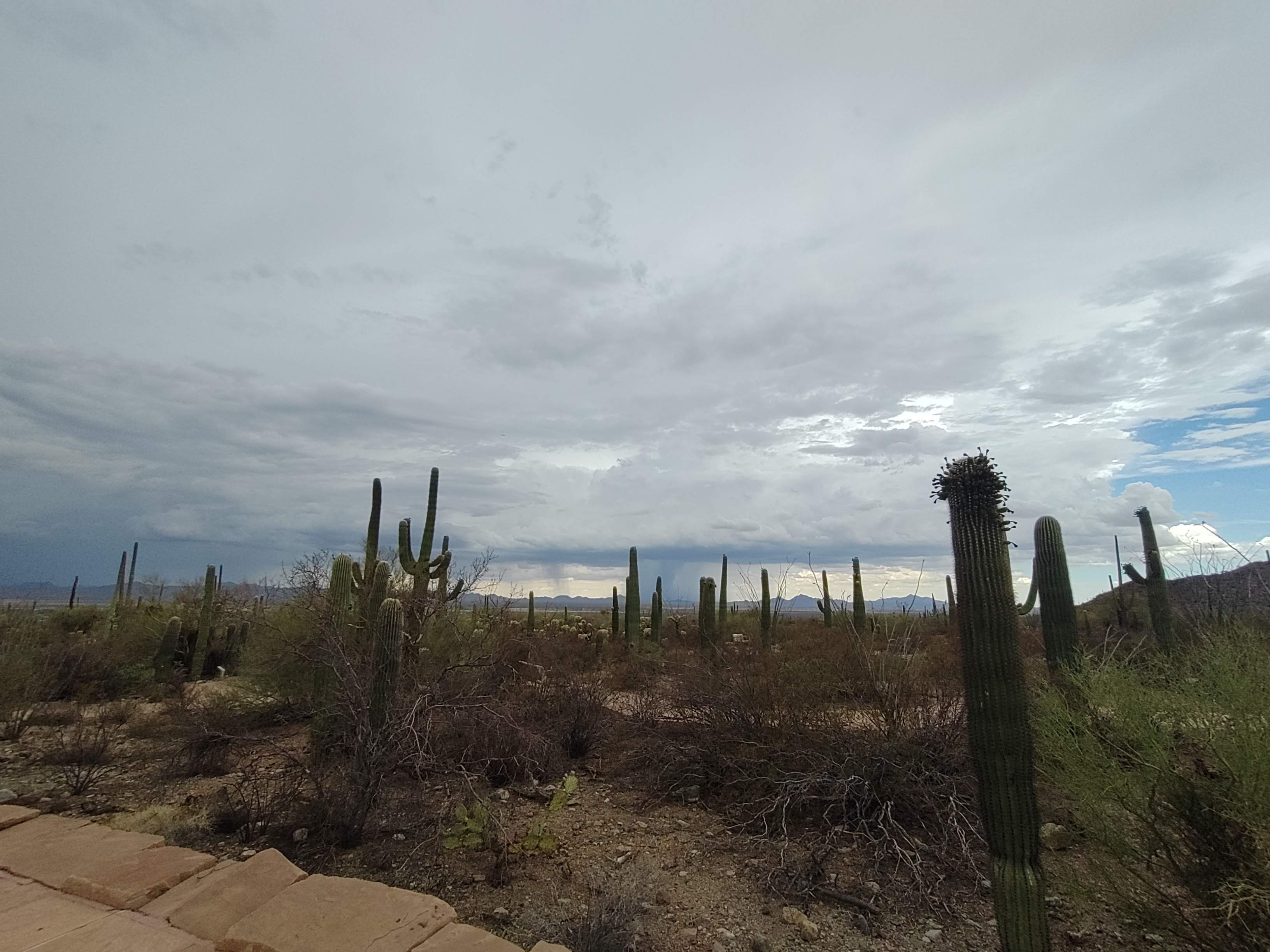 Saguaro National Park, Tucson, AZ